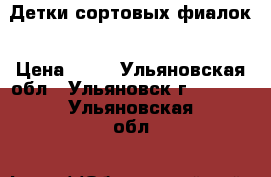 Детки сортовых фиалок › Цена ­ 60 - Ульяновская обл., Ульяновск г.  »    . Ульяновская обл.